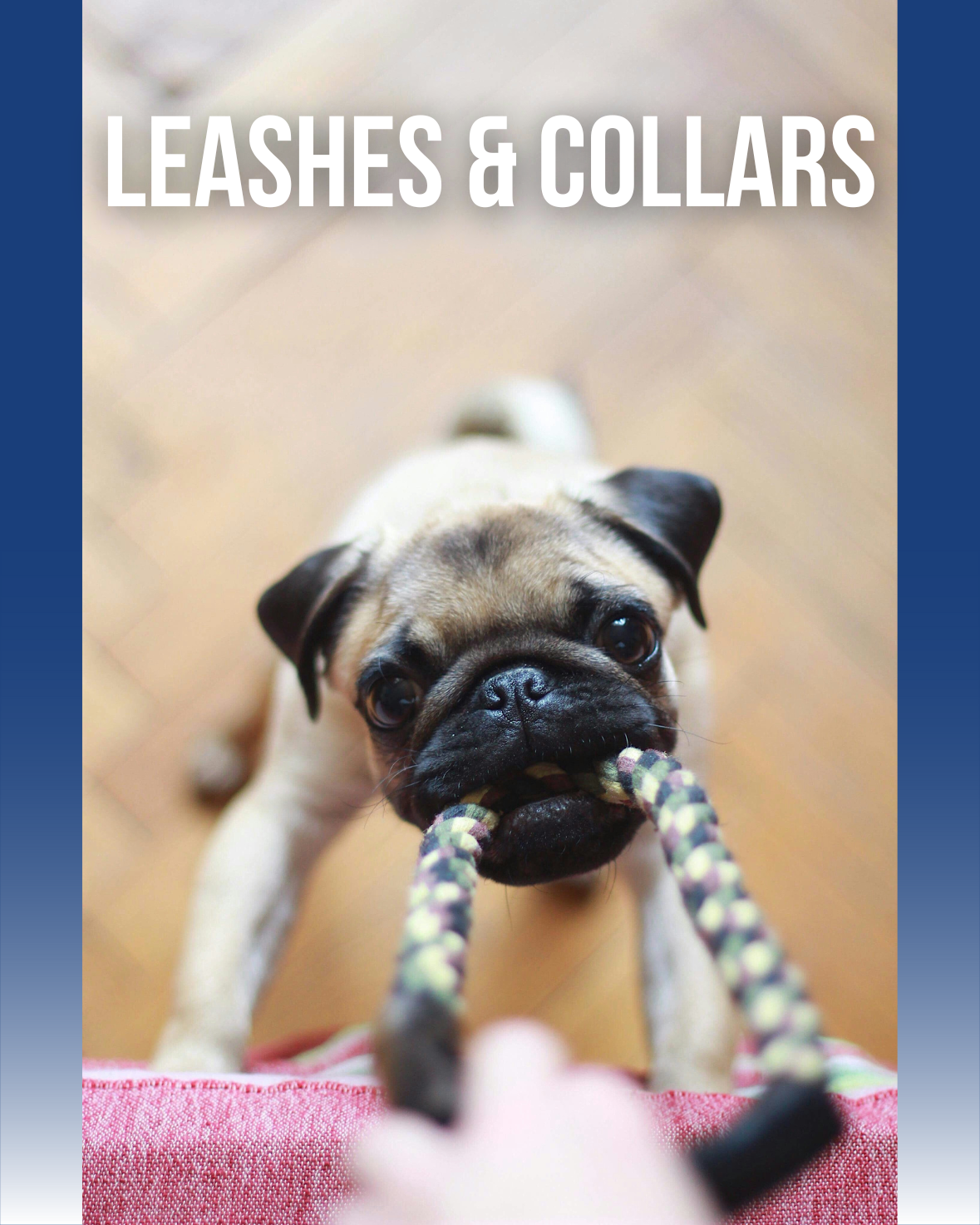 Leashes and Collars